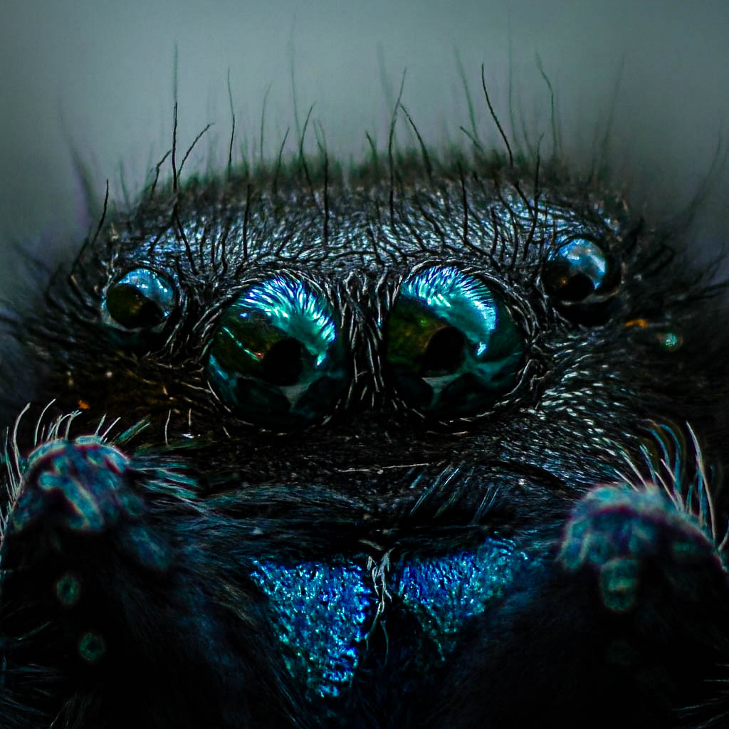 Jumping Spider